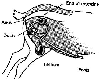 reproductive system