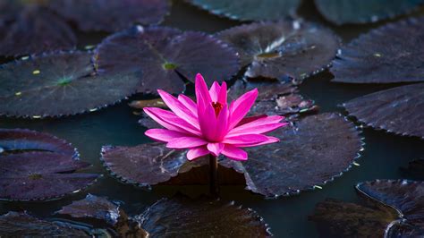 Lotus Flower Hd Pictures at Gail Gaskell blog