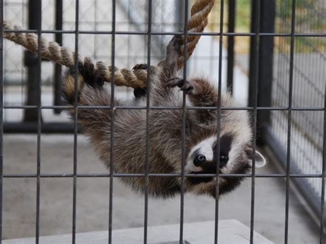 SUISUN WILDLIFE RESCUE CENTER