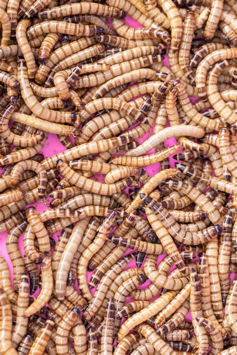 Close Up Mealworm Larvae for Feeding Animal.ex Stock Photo - Image of ...