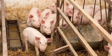 pigrolac feeding guide alamin ang tamang pakain unahco