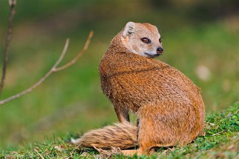 yellow mongoose      mongoose pictur flickr