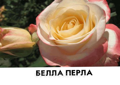 Роза белла линда брик (77 фото)