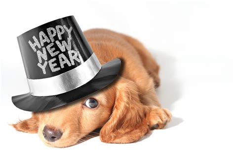 10 Tips To Keep Your Pet Calm on New Year’s Eve - North Orange Animal ...