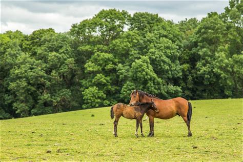brockenhurst walk roydon woods  forest walk hampshire walks