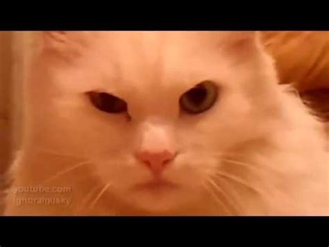 подозрительный кот - YouTube