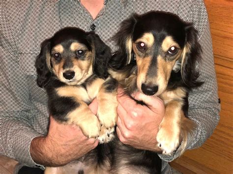 English Cream dachshunds, Michigan breeder of long haired miniatures