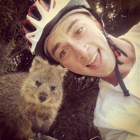 Australians have started taking selfies with quokkas | Quokka, Cute ...