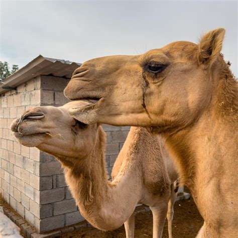 Premium Photo | Camels eyes