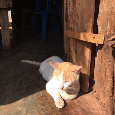 sunbathing