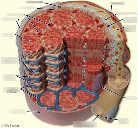 Myofibril Diagram | Quizlet