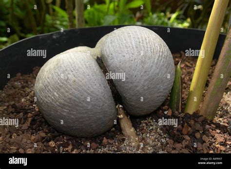 Lodoicea Maldivica Big Seycheelen seed It can be weight 15kg heavy ...