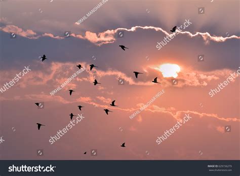 Flying Birds Sunset Background Stock Photo 629156279 | Shutterstock