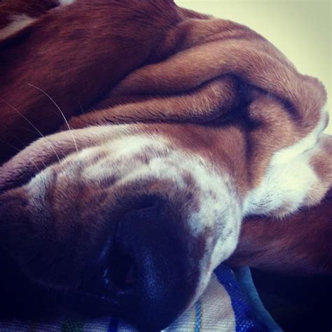 cuccioli basset hound venduti