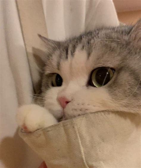 Pin by Каньха on Супер картинки | Baby cats, Pretty cats, Cute baby cats