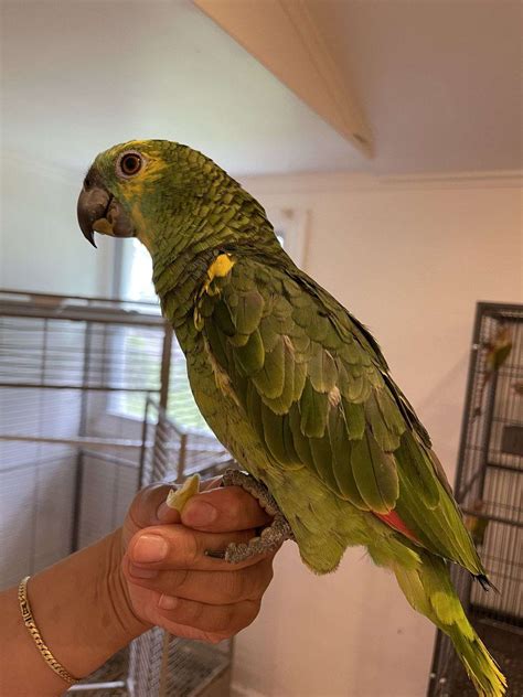 why is bird aggressive at home 3