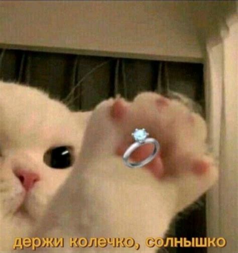 мемы, котики, замуж, свадьба, кольцо, приколы | Lindos gatitos bebé ...