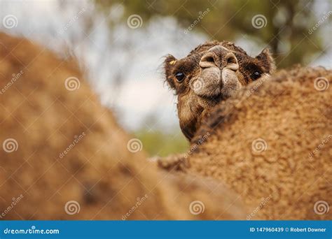Grande camelo bonito imagem de stock. Imagem de corcunda - 147960439