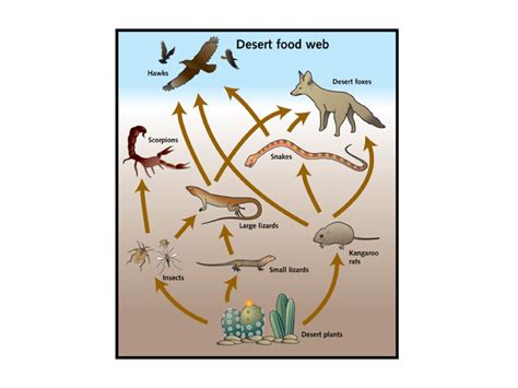 Topic - Food Webs | ShowMe Online Learning