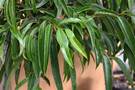 Alii Fig (Ficus maclellandii 'Alii') in Bloomingdale Carpentersville ...