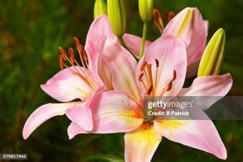 504 Stargazer Lily Stock Photos, High-Res Pictures, and Images - Getty ...