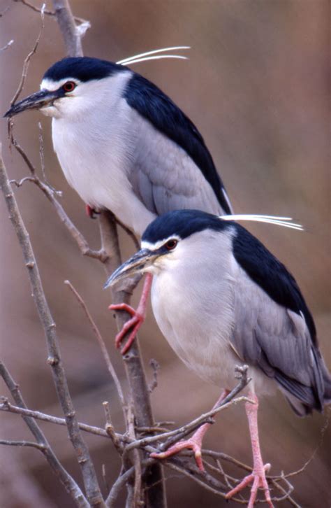 docunaturafotos pareja de martinetes