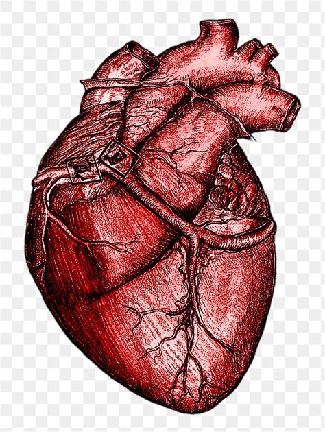 Realistic Heart Emoji Human Freetoedit Sticker By Nat - vrogue.co