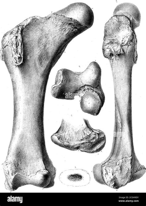 Diprotodon hi-res stock photography and images - Alamy