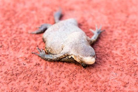 dead frog  road stock  pictures royalty  images