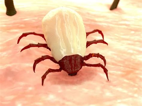 Tick disease Free Stock Photos, Images, and Pictures of Tick disease