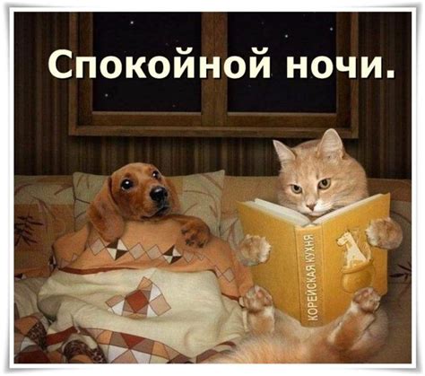 Добрый вечер картинки прикольные смешные