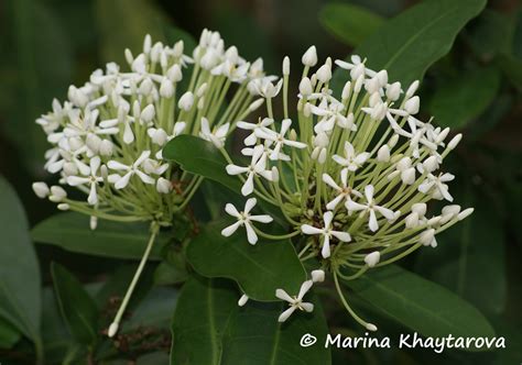 Trees of Tropical Asia - Ixora finlaysoniana