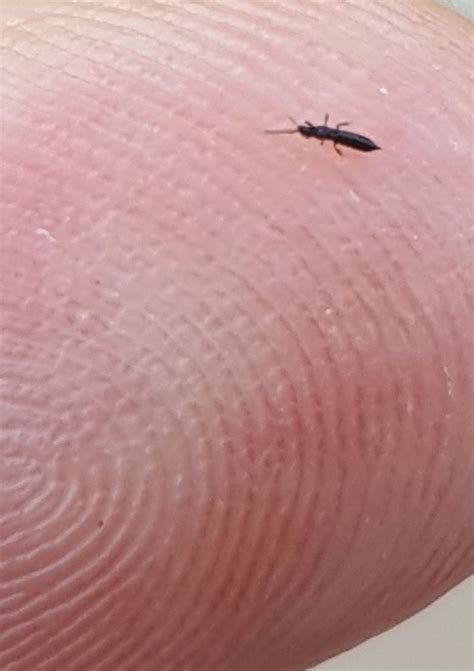 Bugs That Look Like Ticks