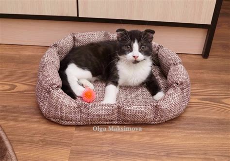 Лежанка для кошки или маленькой собаки своими руками