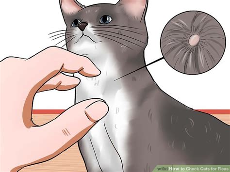 5 Signs Your Cat Is Flea-Ridden (And What To Do About It)