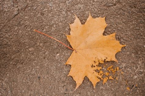 Free Photo | Dry leaf