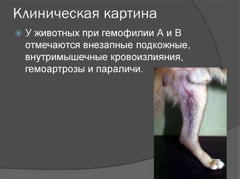 Коагулопатии у собак и кошек. ДВС-синдром у животных - презентация онлайн