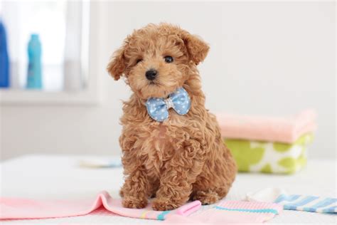 Poodle Puppy Pictures and Facts