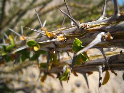 Free photo: Thorns - Green, Nature, Plant - Free Download - Jooinn
