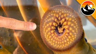 Sea Lamprey Human Bite