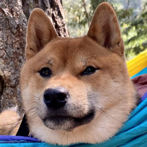 big fluffy shiba head rshiba