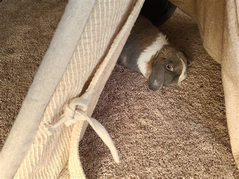 how much is it to get a bunny fixed
