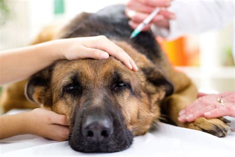 50 Secrets Your Veterinarian Won’t Tell You ( courtecy;-Reader's digest )