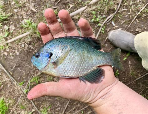 1165 best Bluegill images on Pholder | Fishing, Bassfishing and Flyfishing