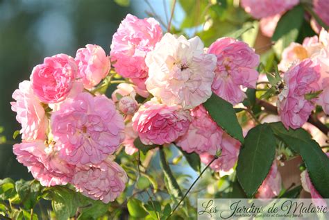rosa 'Belle de Sardaigne' - Les Jardins de Malorie