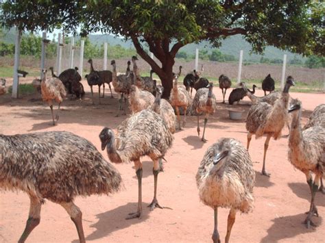 Emu Farming - questions and answers - Farm Questions - FarmNest India ...