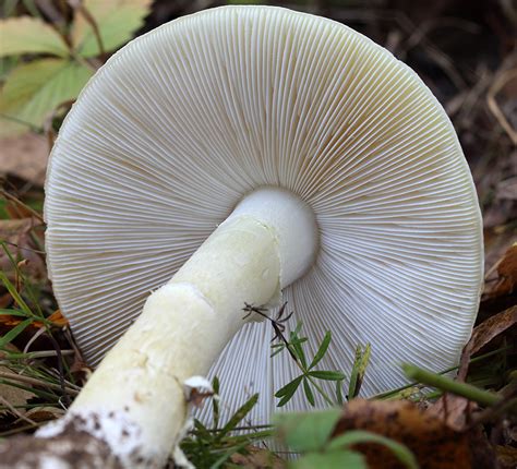 Бледная поганка Amanita phalloides « Макрофотограф Сергей Таланов