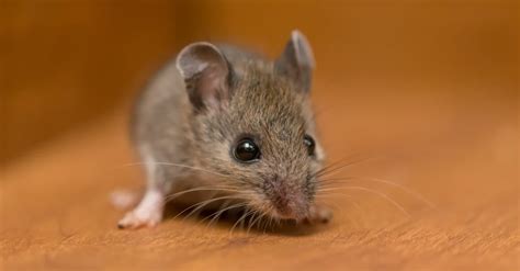 Field Mouse vs. House Mouse: Here Are the Key Differences - A-Z Animals