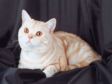 Кошачий культ