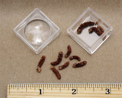 Math in Nature: Fibonacci Numbers Discovery Kit® (Supplemental Male ...